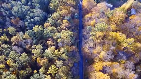 鸟瞰森林树木覆盖着黄色的树叶和道路视频的预览图