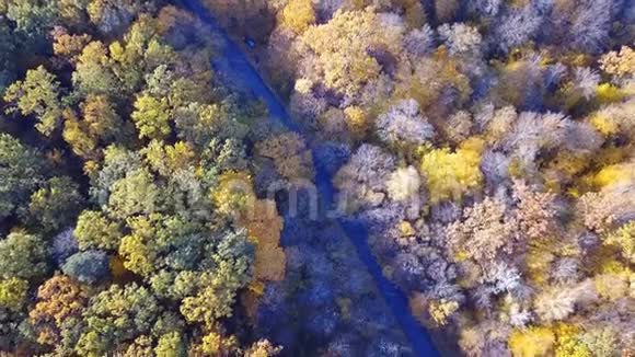 鸟瞰森林树木覆盖着黄色的树叶和道路视频的预览图