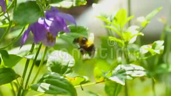 大黄蜂在水花上视频的预览图