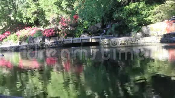 水晶泉杜鹃花园视频的预览图
