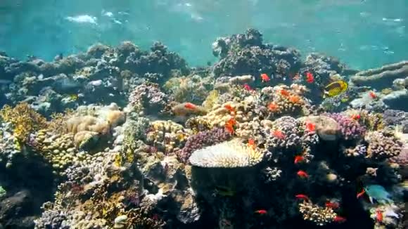 埃及红海的珊瑚和鱼类视频的预览图