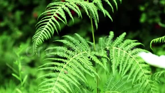 大自然背景下的绿叶视频的预览图