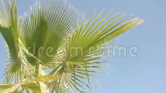 天空背景上的绿色植物视频的预览图