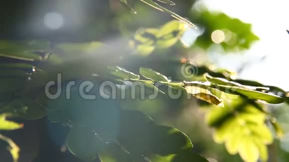 泰国香麦树叶随阳光移动视频的预览图