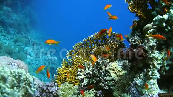 埃及红海的珊瑚和鱼类视频的预览图