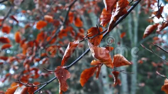 红红的秋叶在树上视频的预览图