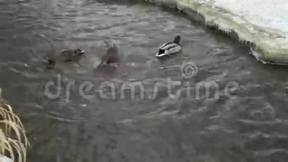 冬天鸭子和鸭子在小溪里游泳视频的预览图