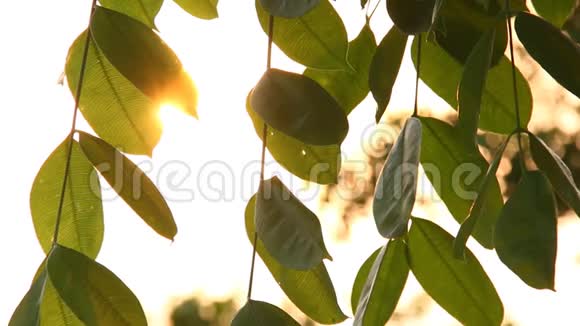 树与阳光香麦泰国视频的预览图