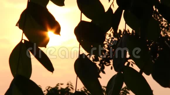 树与阳光香麦泰国视频的预览图