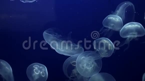 水母带发光的水母视频的预览图