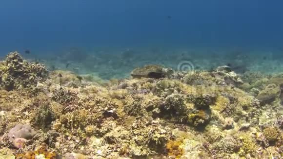 珊瑚礁上的鹭视频的预览图