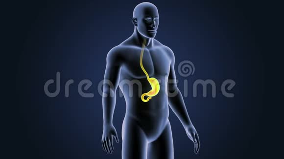 胃和身体视频的预览图