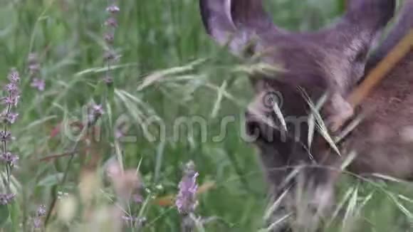 夏洛牧场地区公园加州鹿视频的预览图