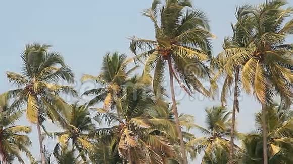 椰子棕榈树和天空视频的预览图