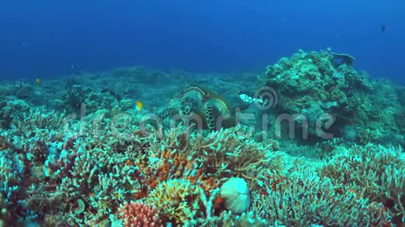 珊瑚礁上的龟4K视频的预览图
