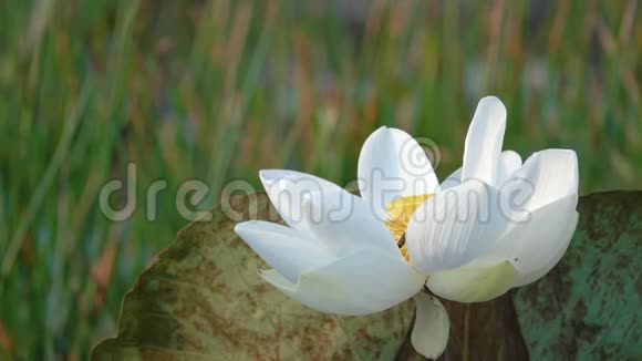 白莲花随风吹拂视频的预览图