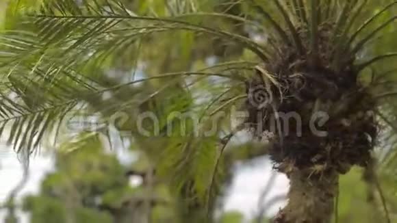 古宫巴厘岛的庙宇视频的预览图