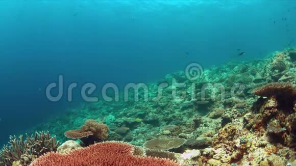 珊瑚礁与白尖礁鲨鱼和丰富的鱼4k视频的预览图