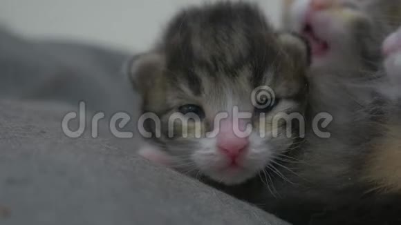 两只刚出生的小猫睡得很可爱生活方式新生小猫从猫的概念视频的预览图
