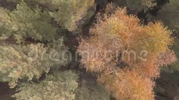 彩色秋天森林的空中镜头视频的预览图