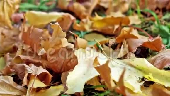 秋天地上的枫叶视频的预览图