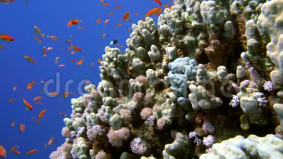 充满生机的珊瑚礁上五颜六色的鱼红海视频的预览图