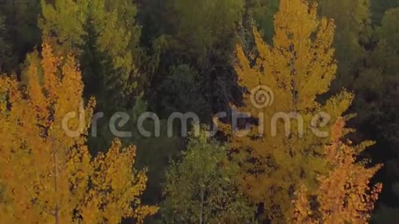 空中观景台飞过森林里美丽的秋树视频的预览图