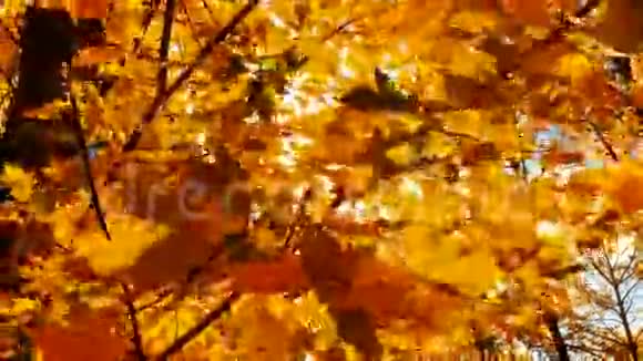 秋天的枫叶视频的预览图