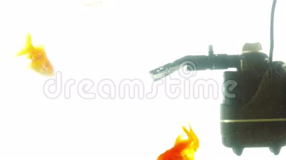 水族馆里的金鱼视频的预览图