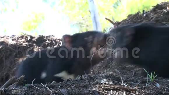 澳大利亚塔斯马尼亚的塔斯马尼亚魔鬼视频的预览图
