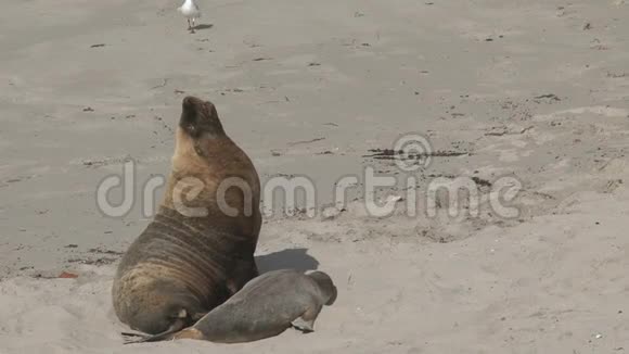 澳大利亚袋鼠岛海滩上的海豹视频的预览图