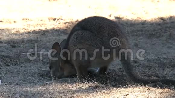 澳大利亚袋鼠岛的瓦拉比视频的预览图