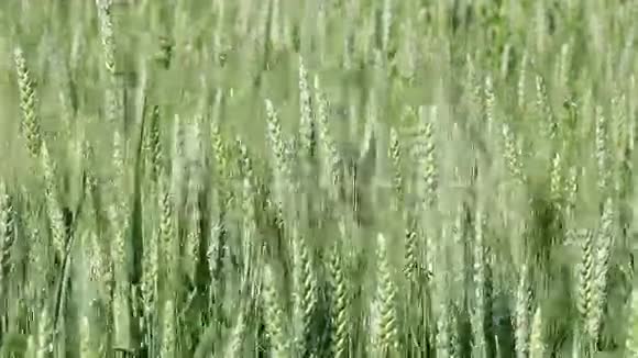 绿色小麦农业视频的预览图