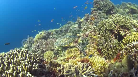 在珊瑚礁上吃鱼视频的预览图