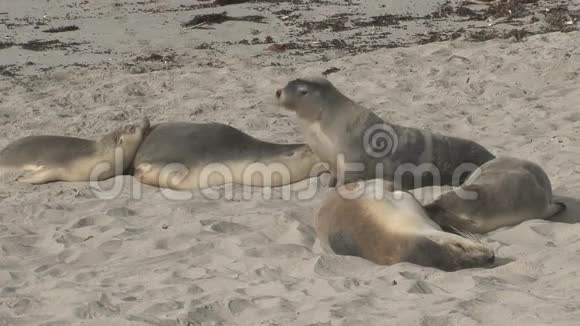 澳大利亚袋鼠岛海滩的海豹视频的预览图