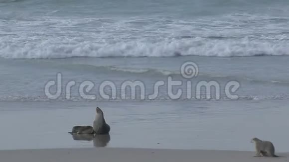 澳大利亚袋鼠岛海滩的海豹视频的预览图