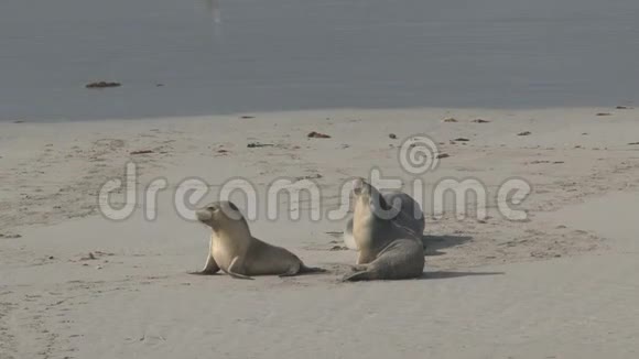 澳大利亚袋鼠岛海滩的海豹视频的预览图