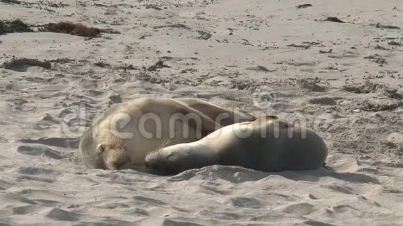 澳大利亚袋鼠岛海滩的海豹视频的预览图