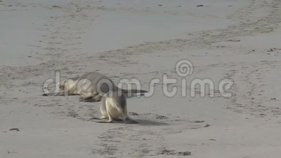 澳大利亚袋鼠岛海滩上的海豹视频的预览图