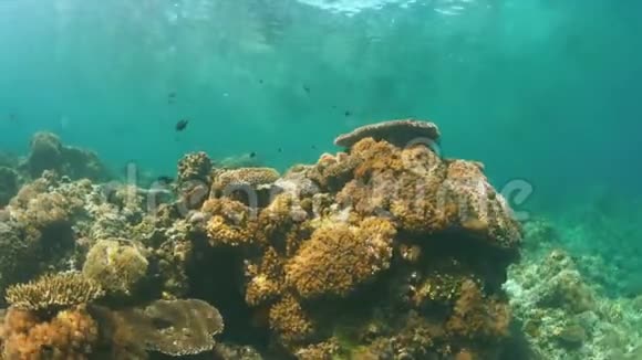 五颜六色的珊瑚礁与健康的硬和软珊瑚4k视频的预览图