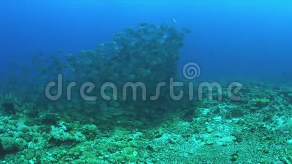珊瑚礁上的蓝色特雷瓦利学校4k视频的预览图
