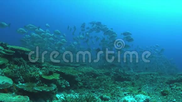 珊瑚礁上的蓝色特雷瓦利学校4k视频的预览图