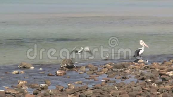 澳大利亚袋鼠岛的澳大利亚视频的预览图