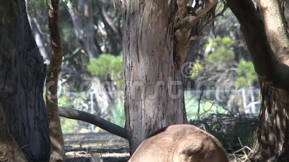 澳大利亚袋鼠岛的袋鼠视频的预览图