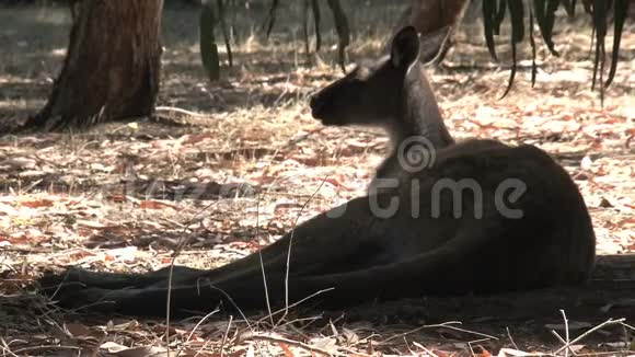 澳大利亚袋鼠岛的袋鼠视频的预览图