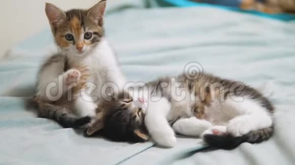 两只小猫在睡觉两只小猫a是睡觉的宠物小猫猫生活方式的概念视频的预览图
