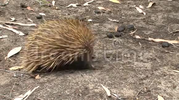 Echidna在澳大利亚袋鼠岛寻找食物视频的预览图