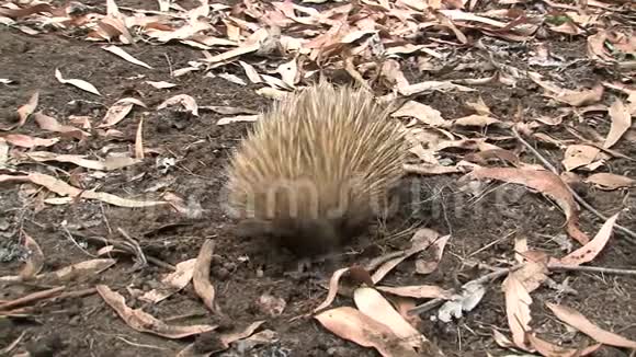 Echidna在澳大利亚袋鼠岛寻找食物视频的预览图