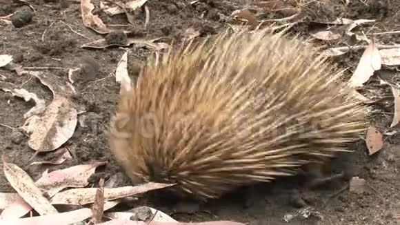 Echidna在澳大利亚袋鼠岛寻找食物视频的预览图