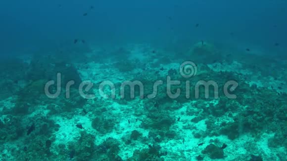 珊瑚礁与白尖礁鲨鱼4k视频的预览图